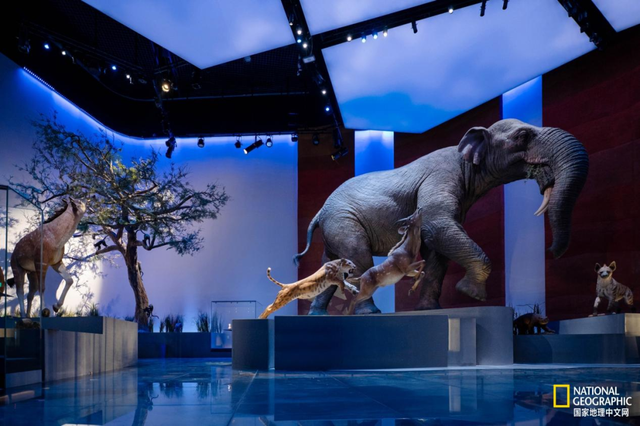 阿布扎比新地标！中东最大自然历史博物馆开放，700万年前的中东是什么样？