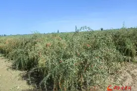 玉门：枸杞“红果果” 致富“金豆豆”图片