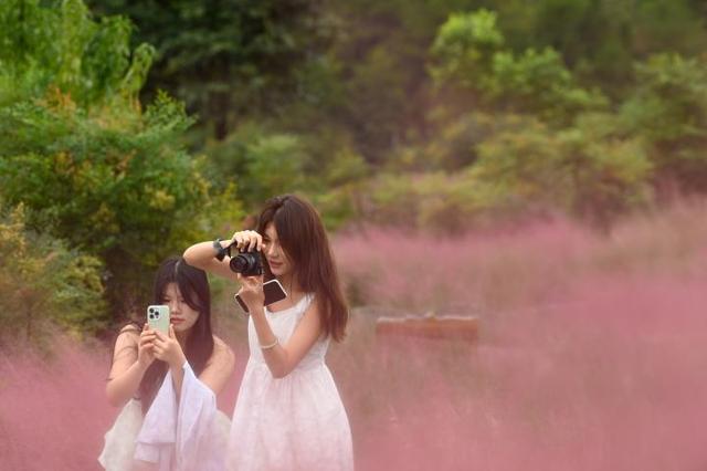 重庆酉阳：粉黛花海醉游人