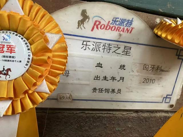 域见上海·域见奉贤｜马年遛娃好去处！奉贤这家马术俱乐部，能骑马、DIY马蹄铁……还藏着冠军马