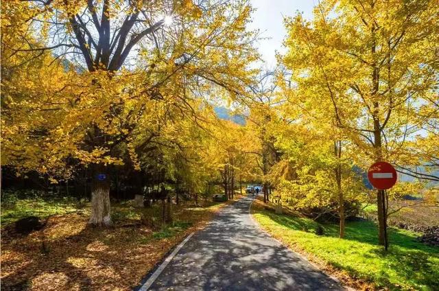 出片率100%！湖北的秋天太卷了