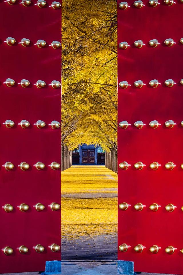 错过这片顶流风景的北京人，只能再等一年