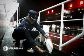 福州海警救助国家二级保护动物“黑嘴白鹭”图片