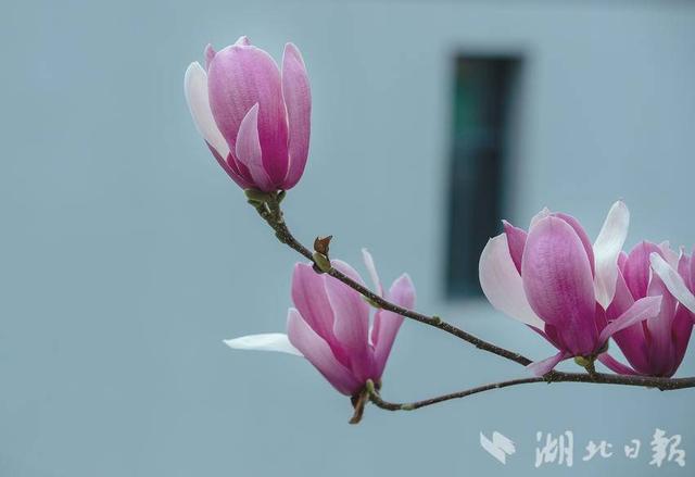 峡江巴东千步梯的玉兰花开了