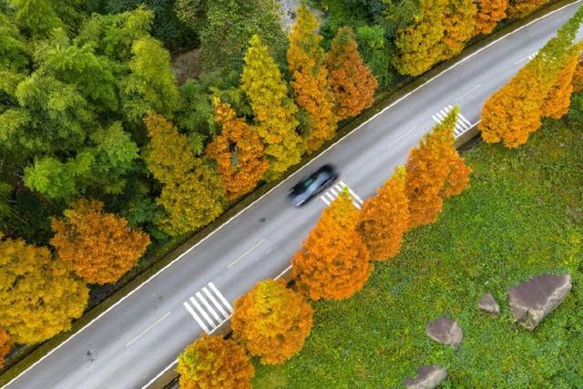 区县头条｜打卡央视同款风景！綦江古剑山水杉林迎来最佳观赏期