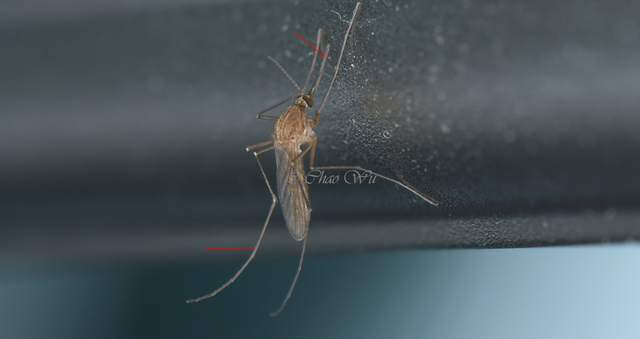 北京雪地惊现蚊子爬行，蚊子出现抗寒性了？