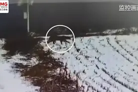 东北频现野生东北虎冬季下山觅食， “人兽冲突”难题何解？图片