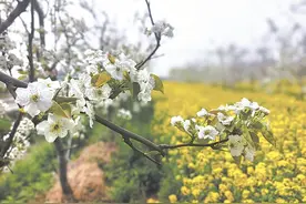 武邑 梨花开出产业“香”图片