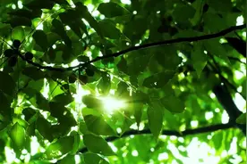 夏天吃对瓜，身体才能“顶呱呱”图片