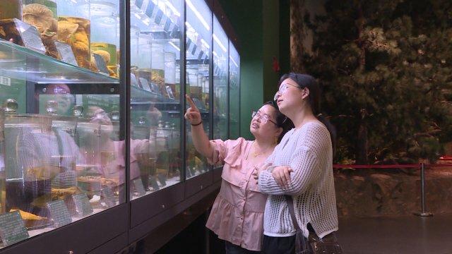 当野生菌撑起小伞，玉溪易门迎来最“鲜”旅游季