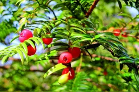 浙江天目山国家级自然保护区：树海苍苍生生不息 人与自然各美其美图片