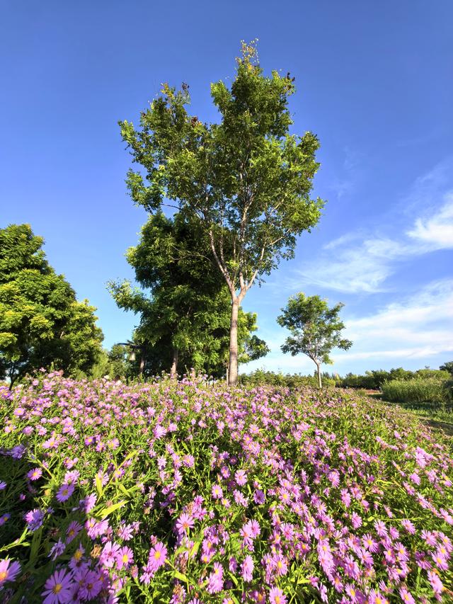 朝阳官庄公园里，隐藏着秋天版的“莫奈花园”