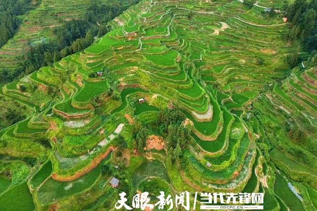 单程仅3元,4辆观光车一年“跑出”百万村财