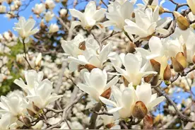 向上绽放！市花白玉兰在徐汇街头刷新“存在感”图片