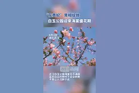 花开似锦，正值海棠盛花期，快来这里打卡吧！图片