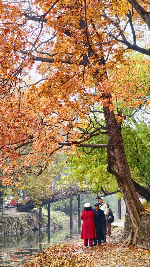 雨落颐和园后溪湖，秋色染透一地金黄
