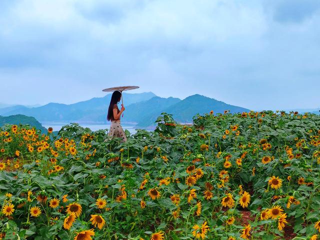 河南汝阳：岭上葵花迎秋绽放