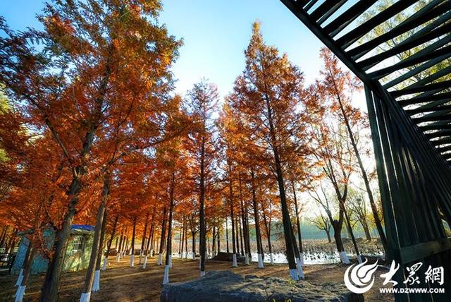 四季予你丨流动的油画！鱼鸟河水杉林上演“渐变魔法”