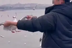 男子在青岛海边暴力抓海鸥，景区称已加强巡逻，观鸟协会：抓捕和投喂都不提倡图片