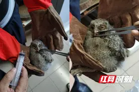 “丑小鸟”变身“大眼萌” 城步救助一只国家二级保护动物角鸮放归大自然图片