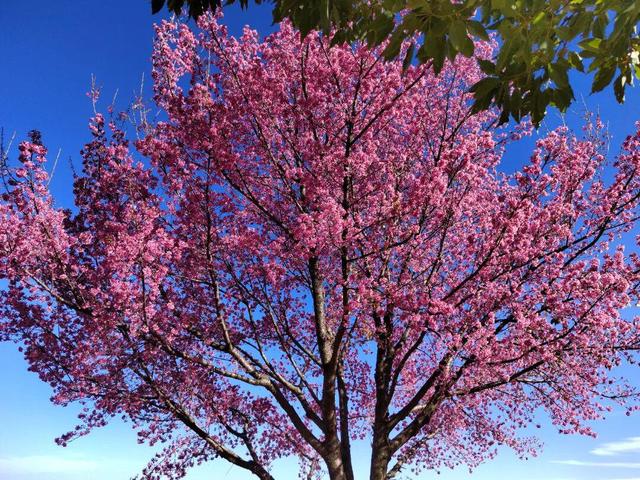 心动预警！大理这份粉色浪漫太治愈了