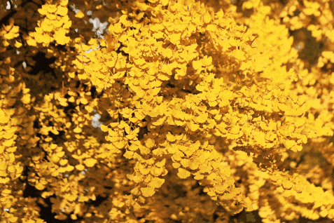 金灿灿！宜都限定美景上线！