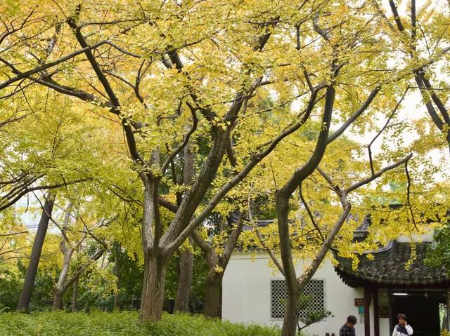 嘉定第一波银杏叶变黄啦！秋日氛围拉满~