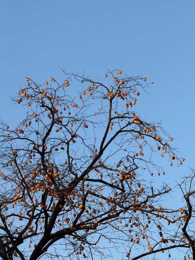 橙红缀初冬，长沙这些“柿柿如意”打卡地邀你赴约