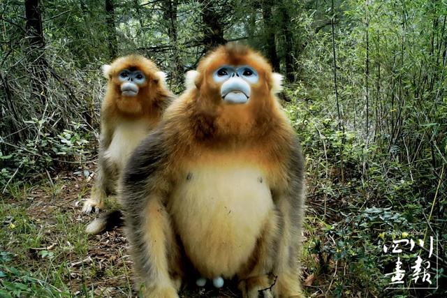 画卷天府·熊猫盛典｜从靠山吃山到养山富山：平武高村乡的生态振兴实践与启示