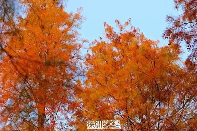 深圳落羽杉！红！了！