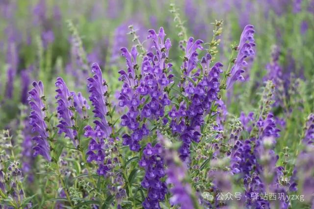 西巩驿镇：黄芩繁茂正当时 紫花点点映山川