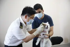携宠物出境需求“热” ，宠物护照怎么办来这里了解一下图片