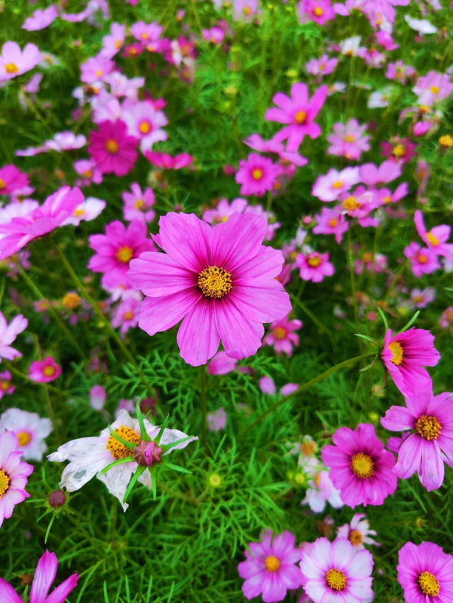 周末去打卡！南宁四大花海上线，20℃暖冬赏花攻略一键收藏！