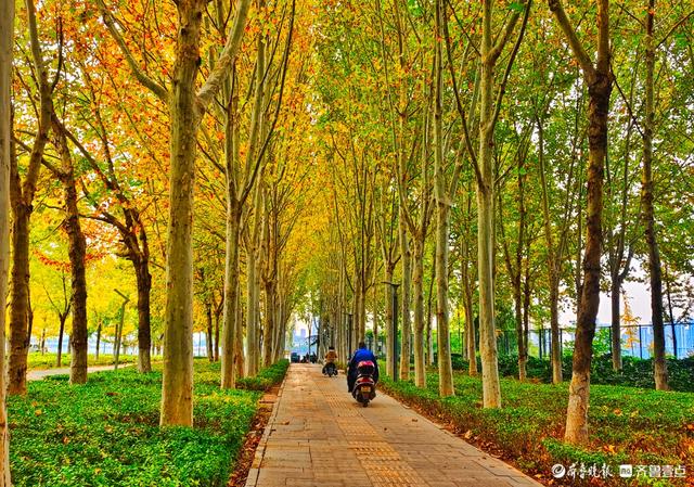 沂河岸边秋景美，抬眸尽是好风光