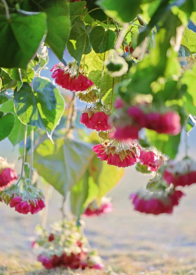 周末去打卡！南宁四大花海上线，20℃暖冬赏花攻略一键收藏！