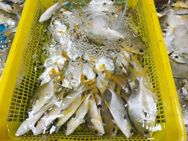 邂逅防城港：这抹“五颜六色”等你来打卡