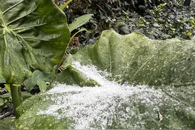视频｜刚刚，昆明市区下雪了？图片