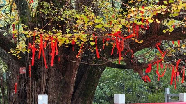 邂逅如画江西的小“杏”运