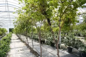 像葡萄又不是葡萄，这个叫嘉宝果的水果你吃过吗？图片