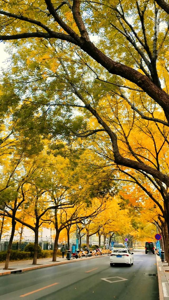 黄金大道秋意浓，石景山这条路进入最佳观赏期！