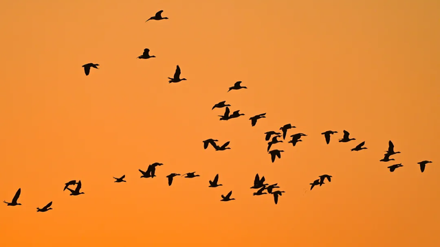 年假清零，总要留几天给洛阳