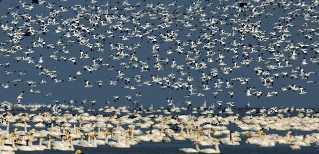 万羽齐飞！鄱阳湖观鸟季拉开序幕