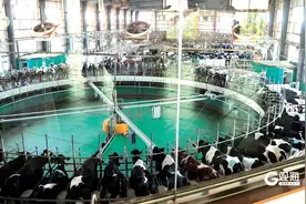 政策性农业保险体系：为青岛万千农户“遮风挡雨”图片