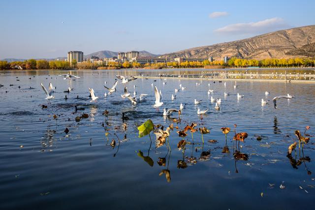 定西湖・初冬：柳黄映水 候鸟翩跹