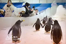 10只极地企鹅亮相江苏南通图片