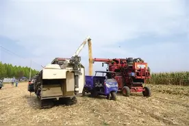 写在2024年世界粮食日到来之际图片