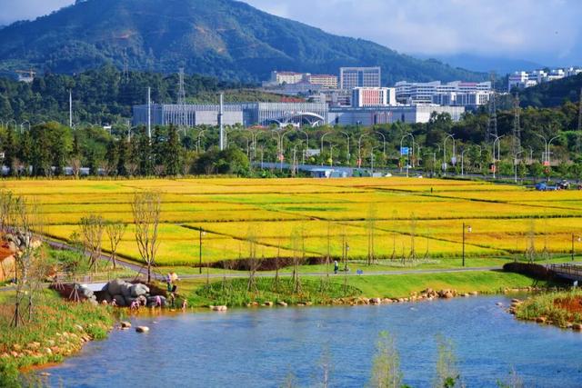 梯田、稻浪、湿地粉黛……在龙岩不必远行，就可“定制”你的手机壁纸~
