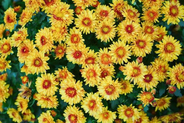 门票免费送！里水百亩花海上新！拍照遛娃圣地→