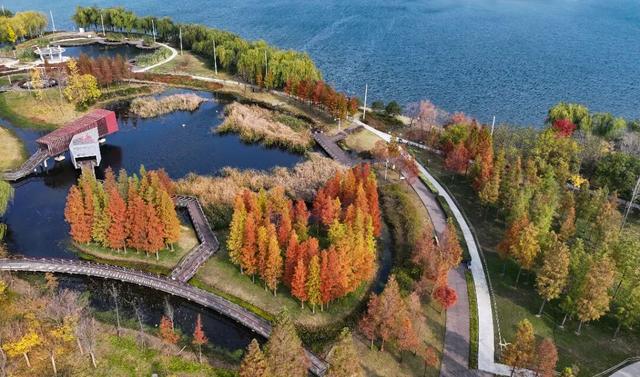 郑州初冬的浪漫，是「水杉」给的~~~