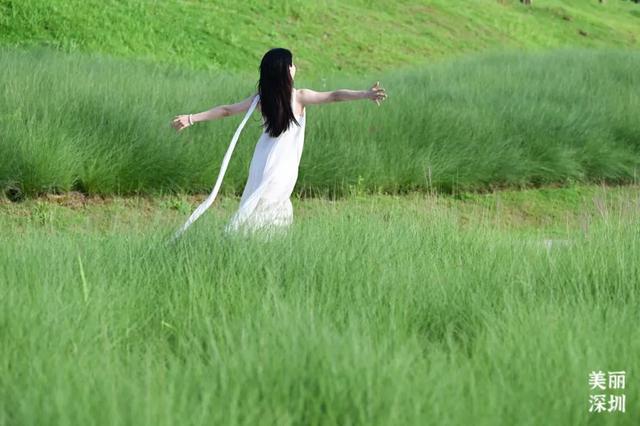 深圳「夏日草原」免费开放，随手拍出电影感！
